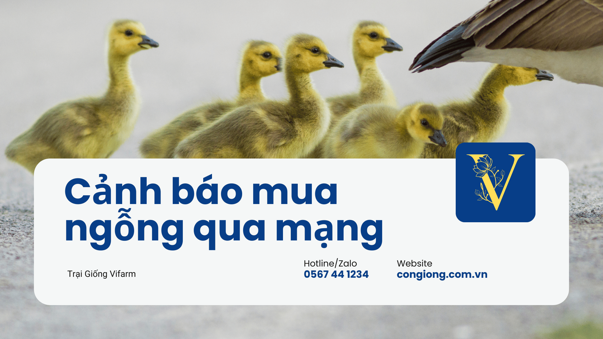 Cảnh báo mua ngỗng qua mạng